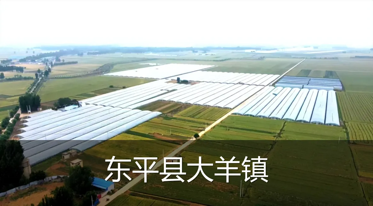 东平县大羊镇